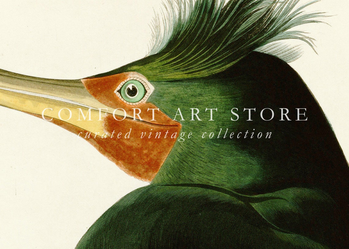 Double Crested Cormorant Audubon Style Vintage Seabird Nature Poster - Image 4