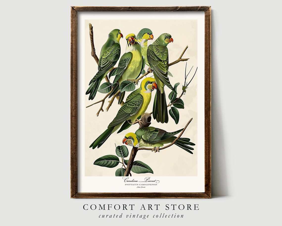 Carolina Parrots Vintage Ornithology Bird Plate Style Poster - Image 2