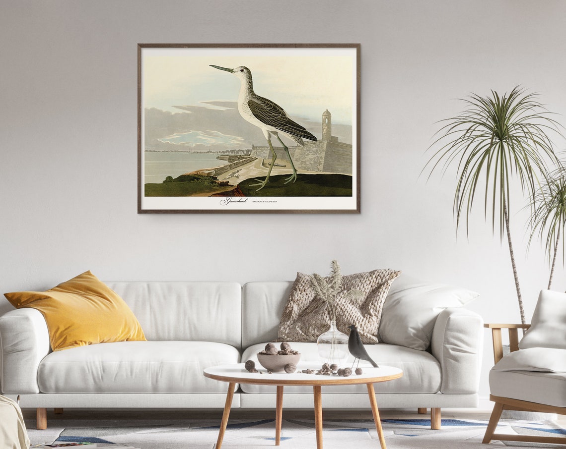 Greenshank Shorebird Vintage Naturalist Bird Plate Style Poster - Image 2