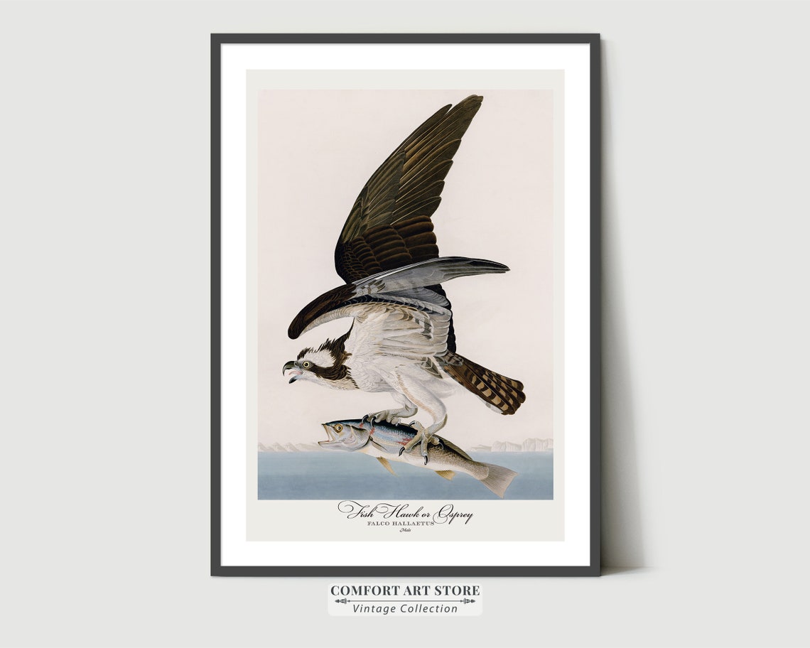 Fish Hawk Osprey Carrying a Fish Vintage Bird Plate Style Poster - Image 7