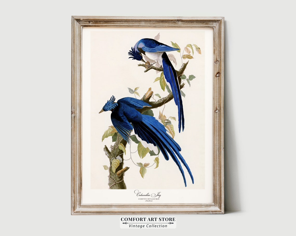Audubon Columbia Jay Vintage Bird Illustration Print Antique Wall Art