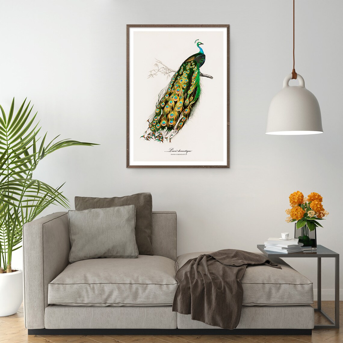John Audubon Bird Print, Retro Paon Domestique