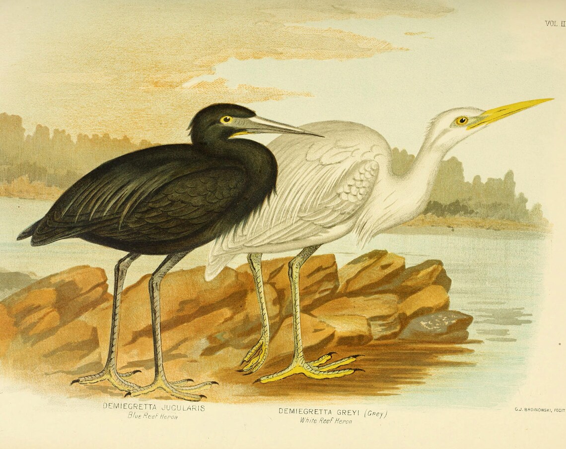 Blue Reef And White Reef Herons, Vintage Art Print