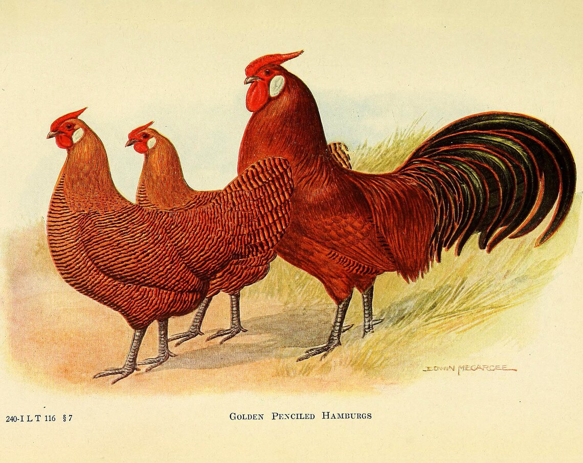 Golden Penciled Hamburgs Edwin Megargee Vintage Poultry Poster