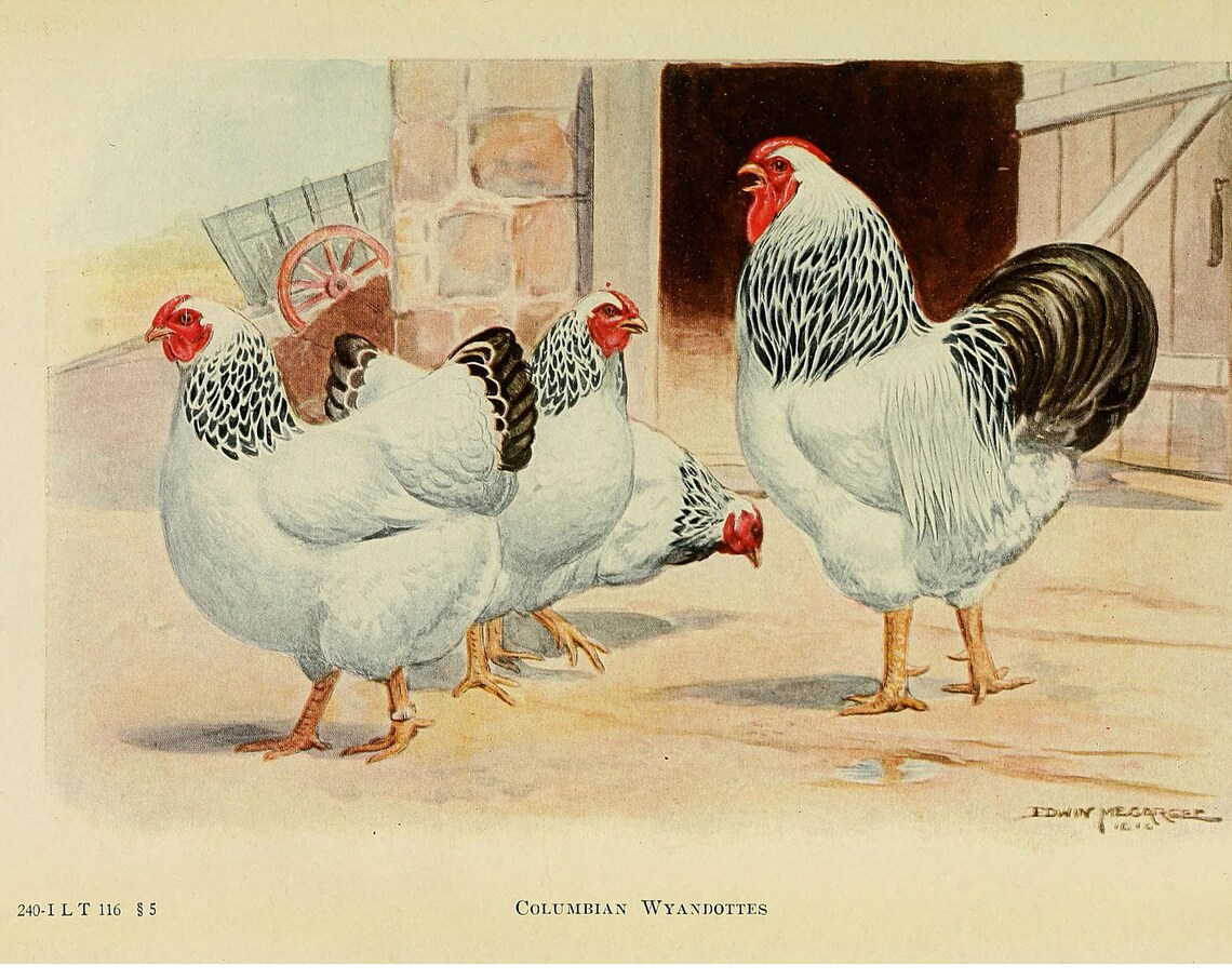Columbian Wyandotte Chicken Vintage Lithograph Art Print