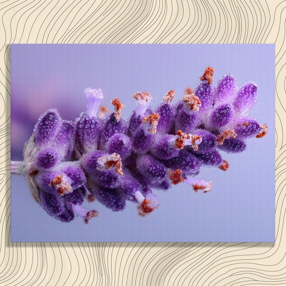 Lavender Bloom Macro Photography With Dewdrops Purple Floral Poster