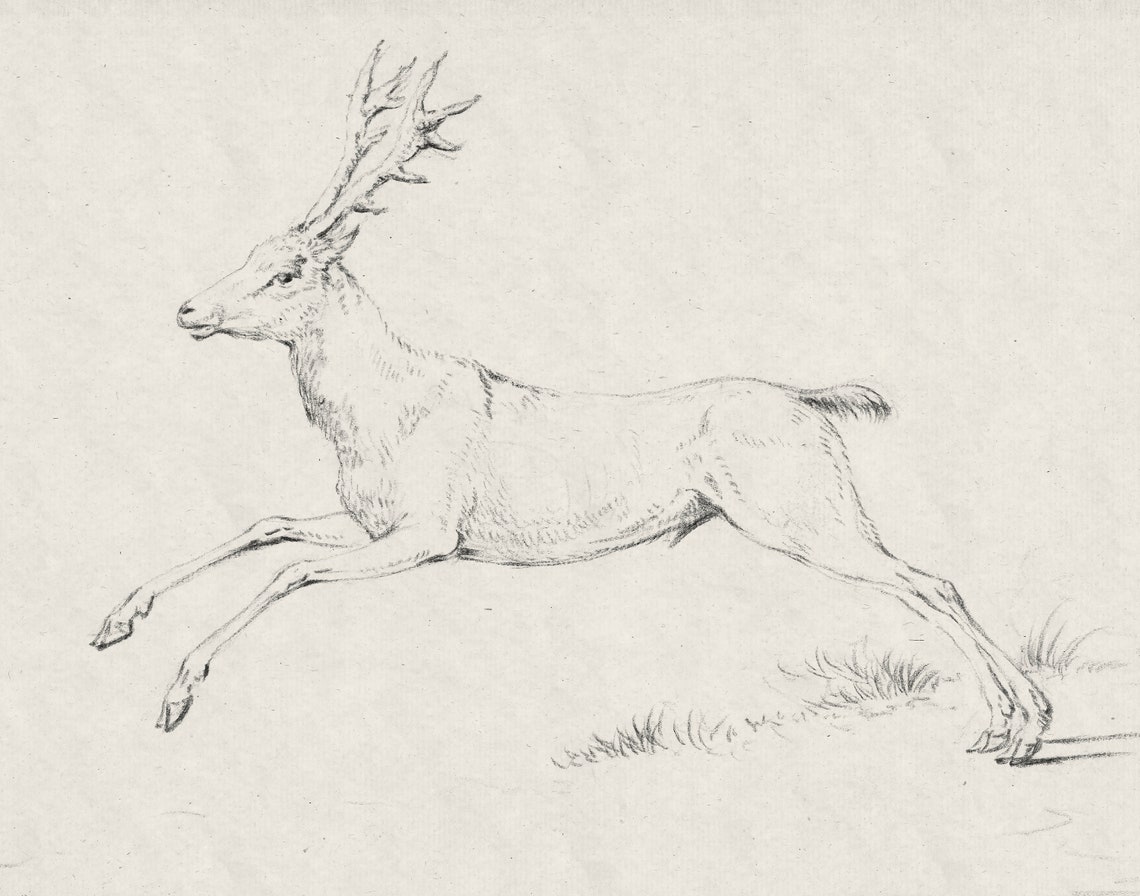 Vintage Reindeer Sketch, Winter Christmas Wall Art Print - Image 2