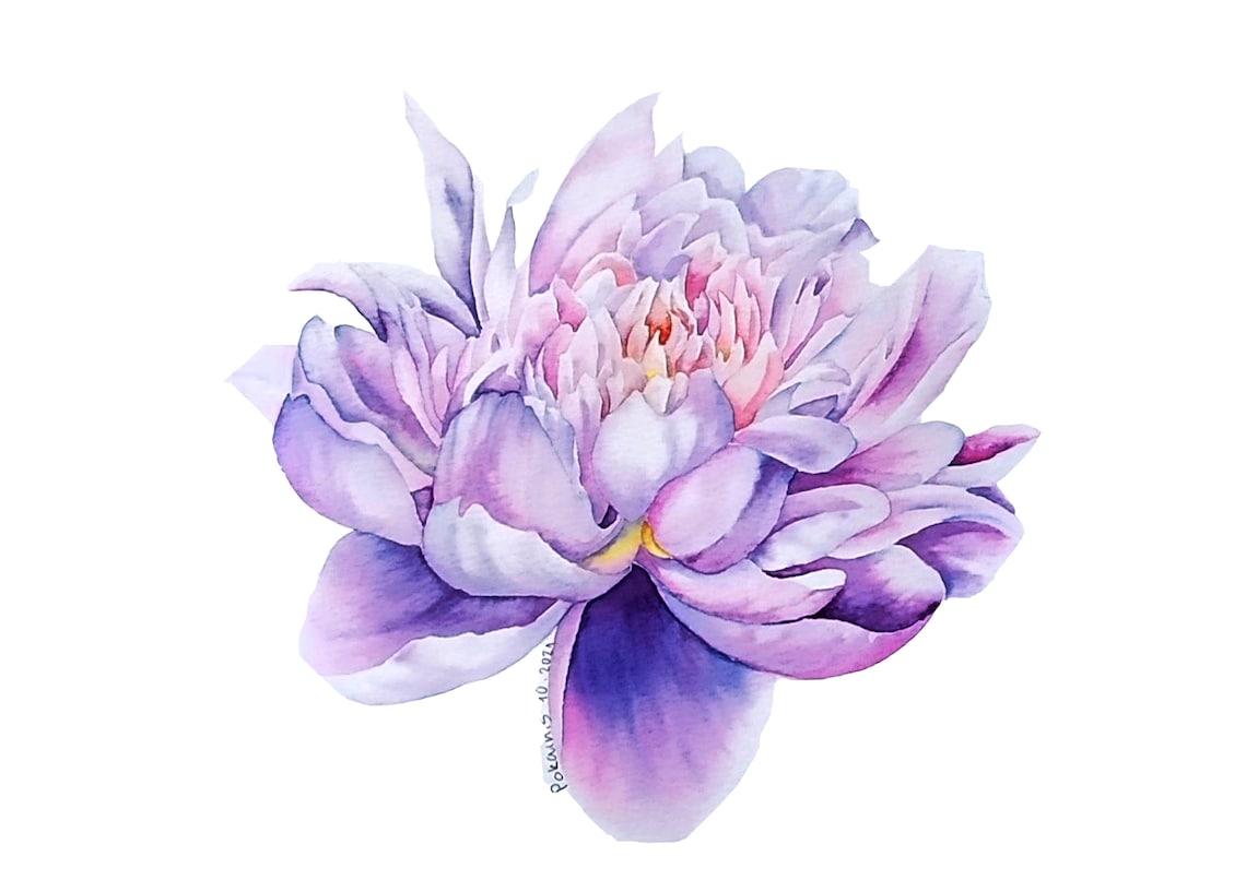 Lavender Peony Watercolor Single Bloom Pastel Floral Art Poster