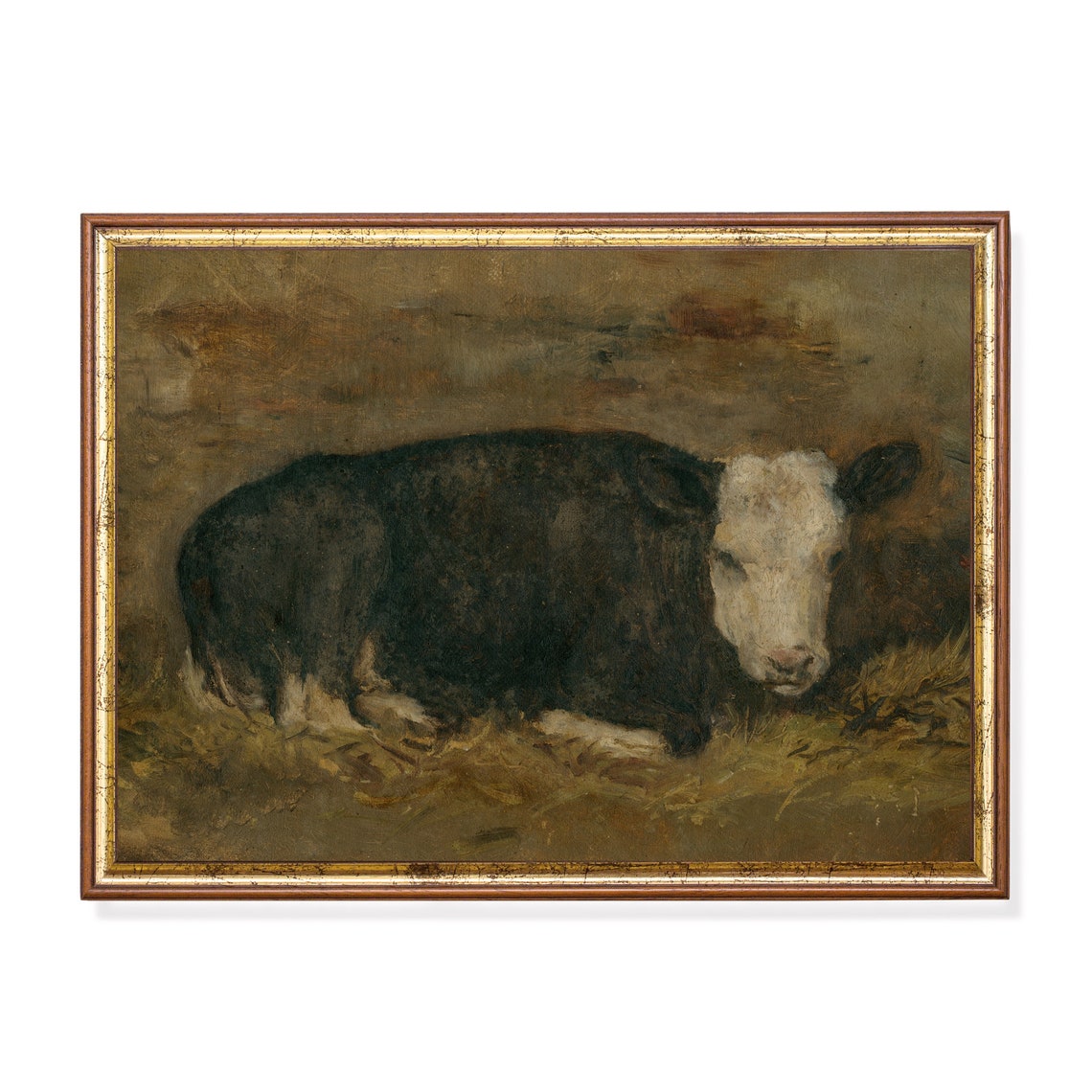 Black and White Calf Resting in Straw Vintage Farm Animal Poster
