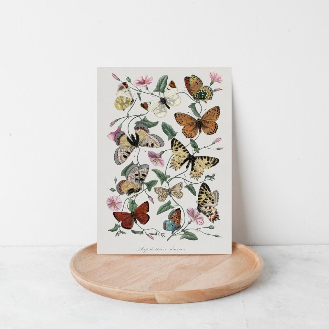 Antique Lepidoptera Butterfly Plate With Wildflowers Art Poster - Image 3