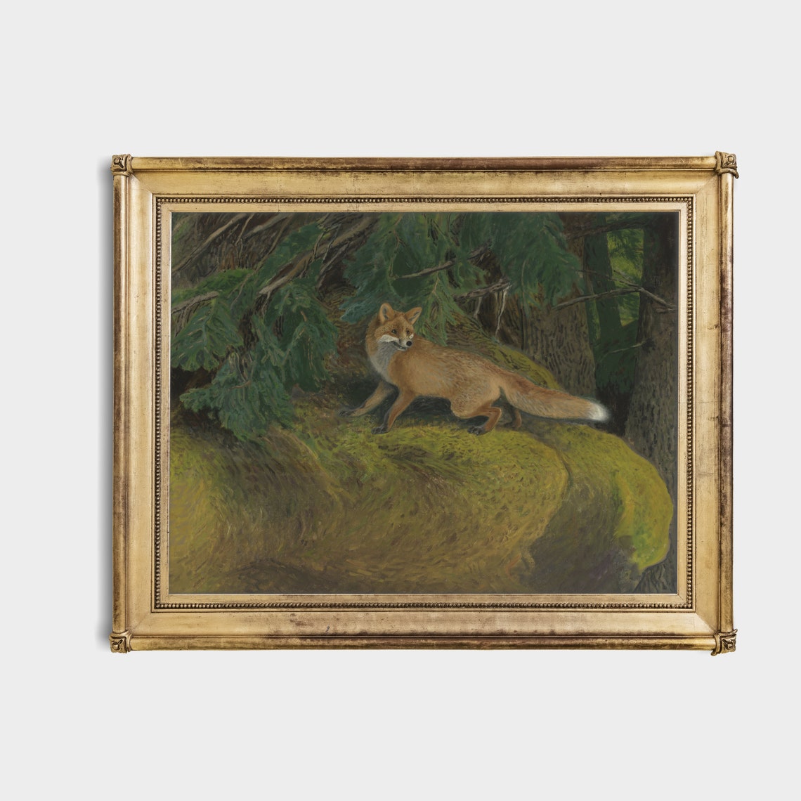Red Fox Standing on a Mossy Rock in an Old Pine Forest Poster - Image 4
