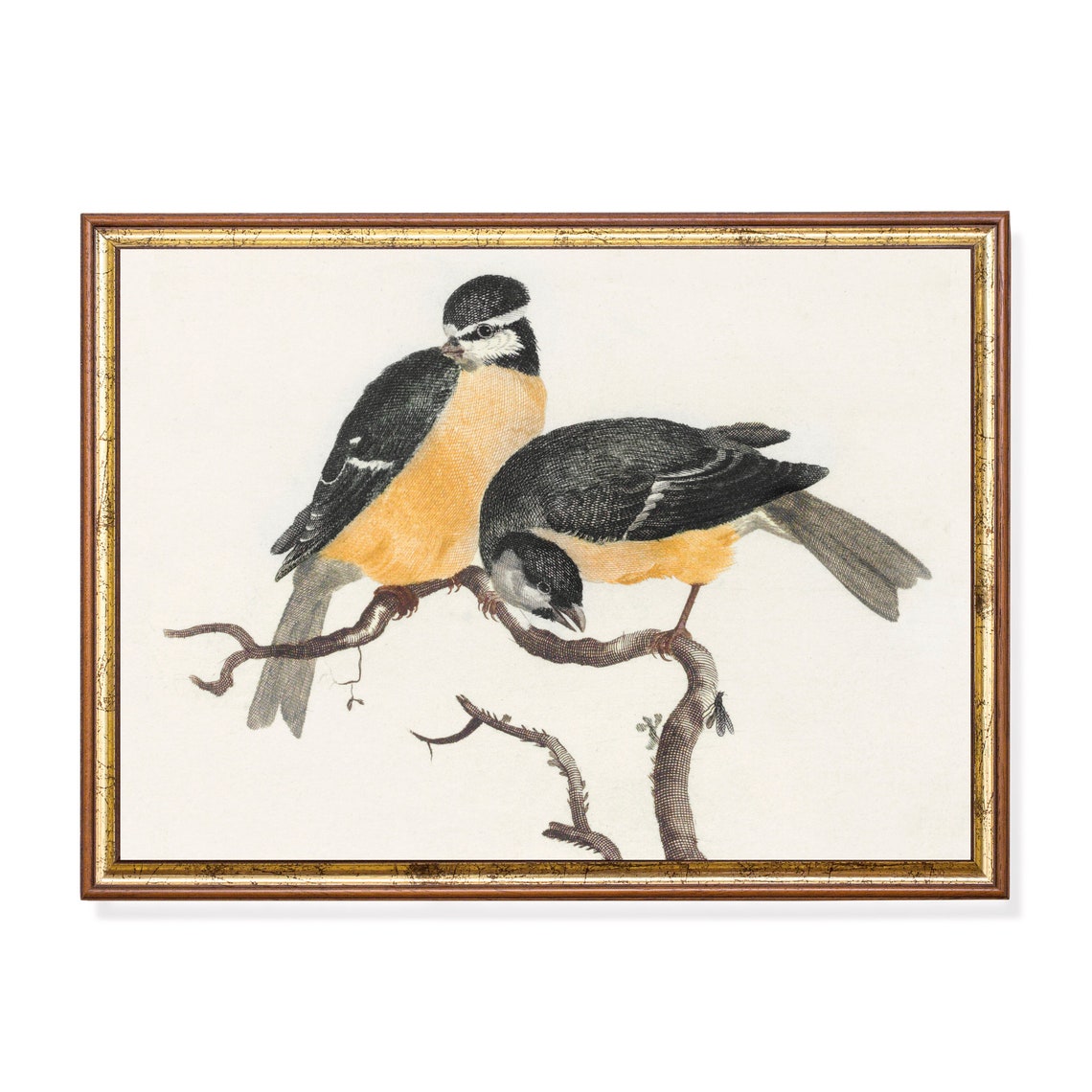 Pair of Songbirds Perched on Branches Vintage Bird Study Poster