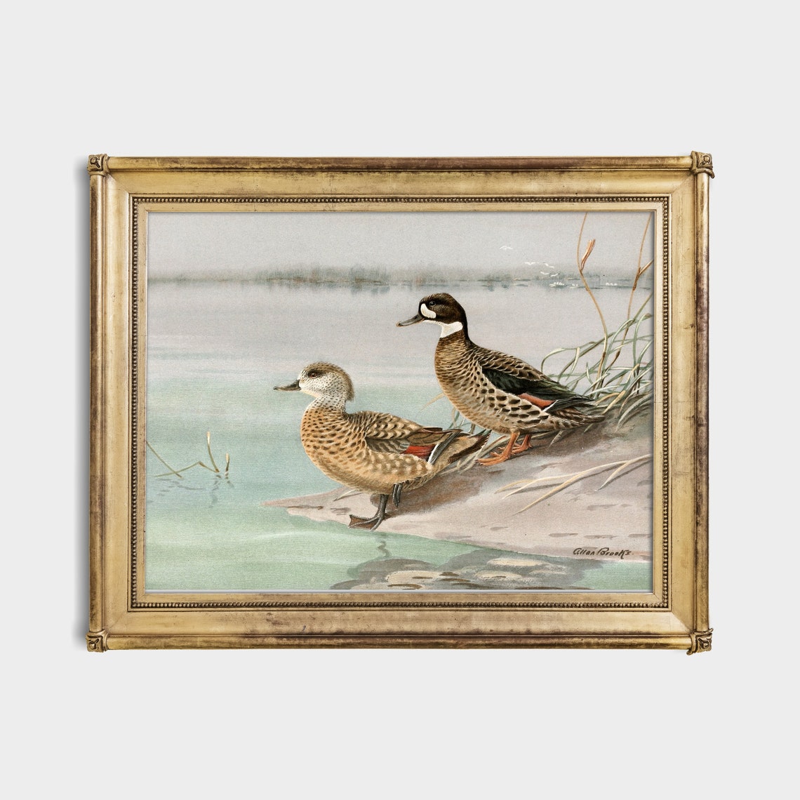 Two Spotted Ducks by the Water Vintage Allan Brooks Birds Poster - Image 4