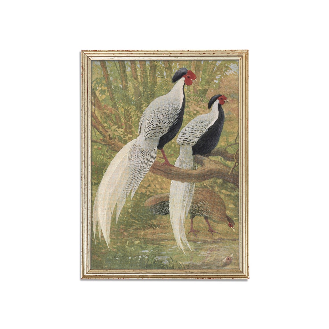 Silver Pheasants On A Forest Branch Antique Bird Plate Poster - Image 3