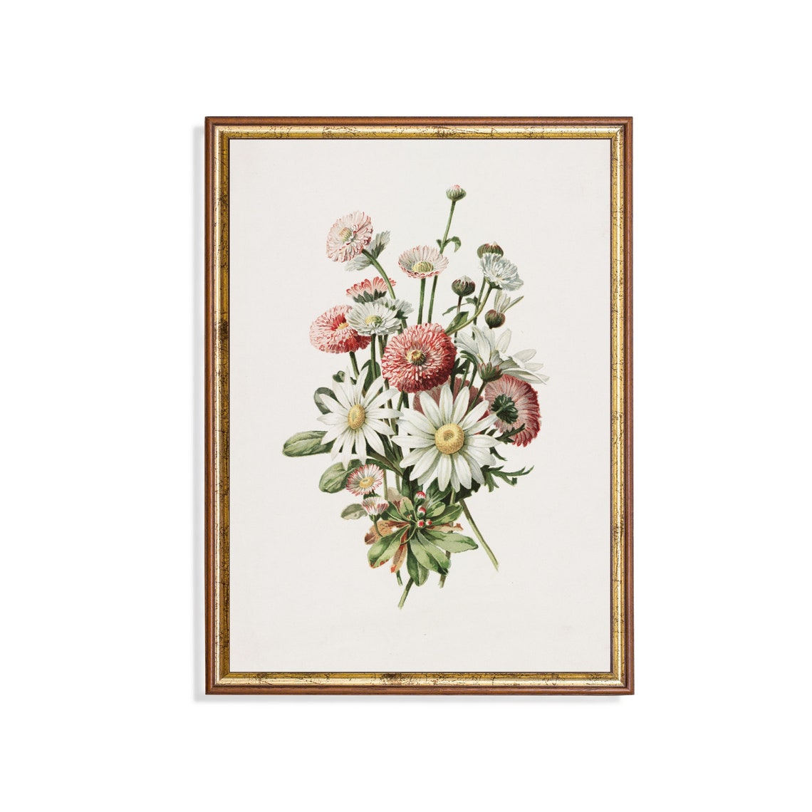 White Daisies And Pink Pompons Vintage Botanical Bouquet Floral Poster