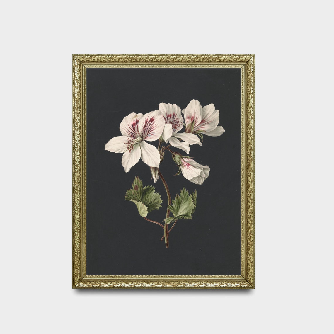 White Geranium Botanical Study on Dramatic Dark Vintage Art Poster - Image 2