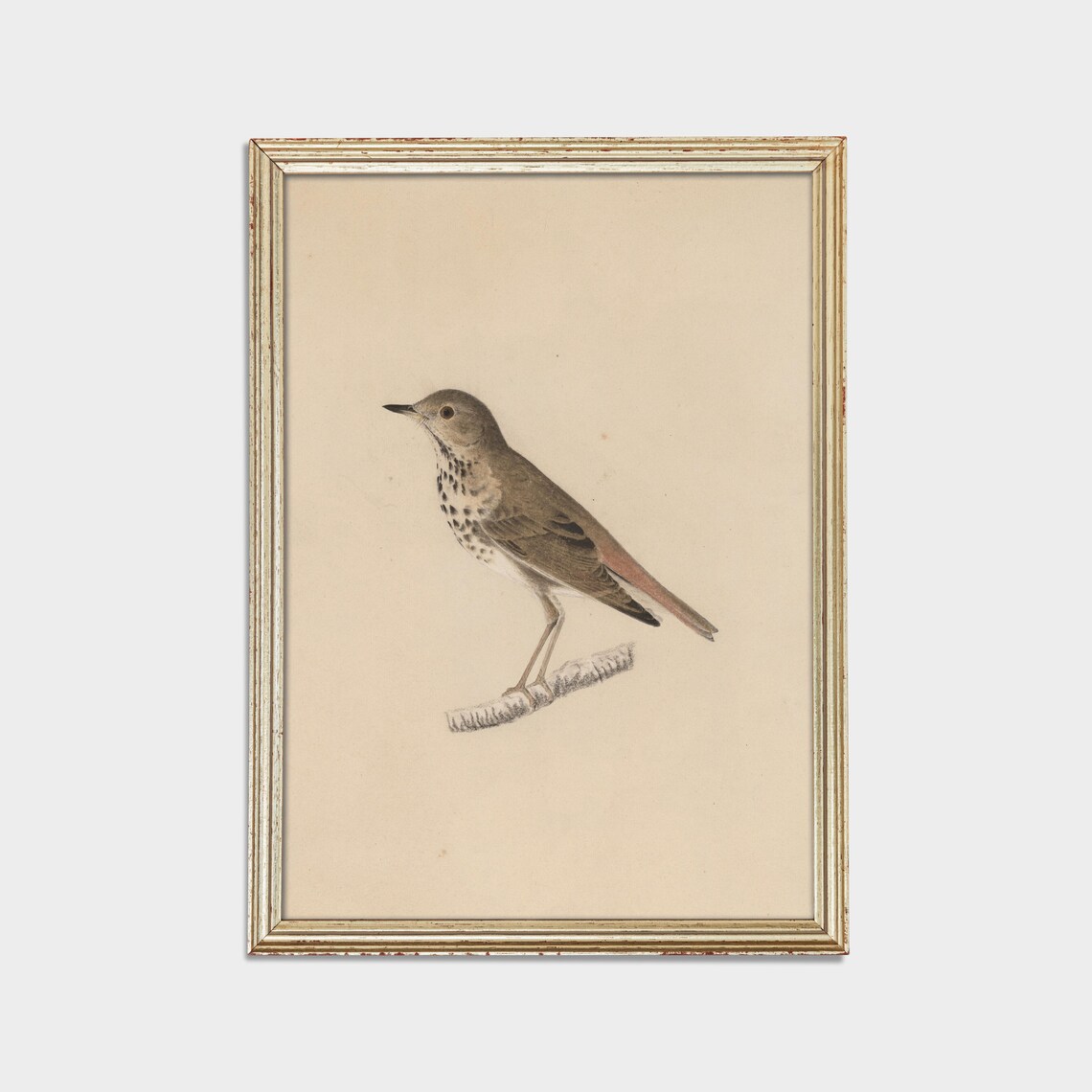 Vintage Bird Sketch Antique Drawing Art Print, Farmhouse - Image 3