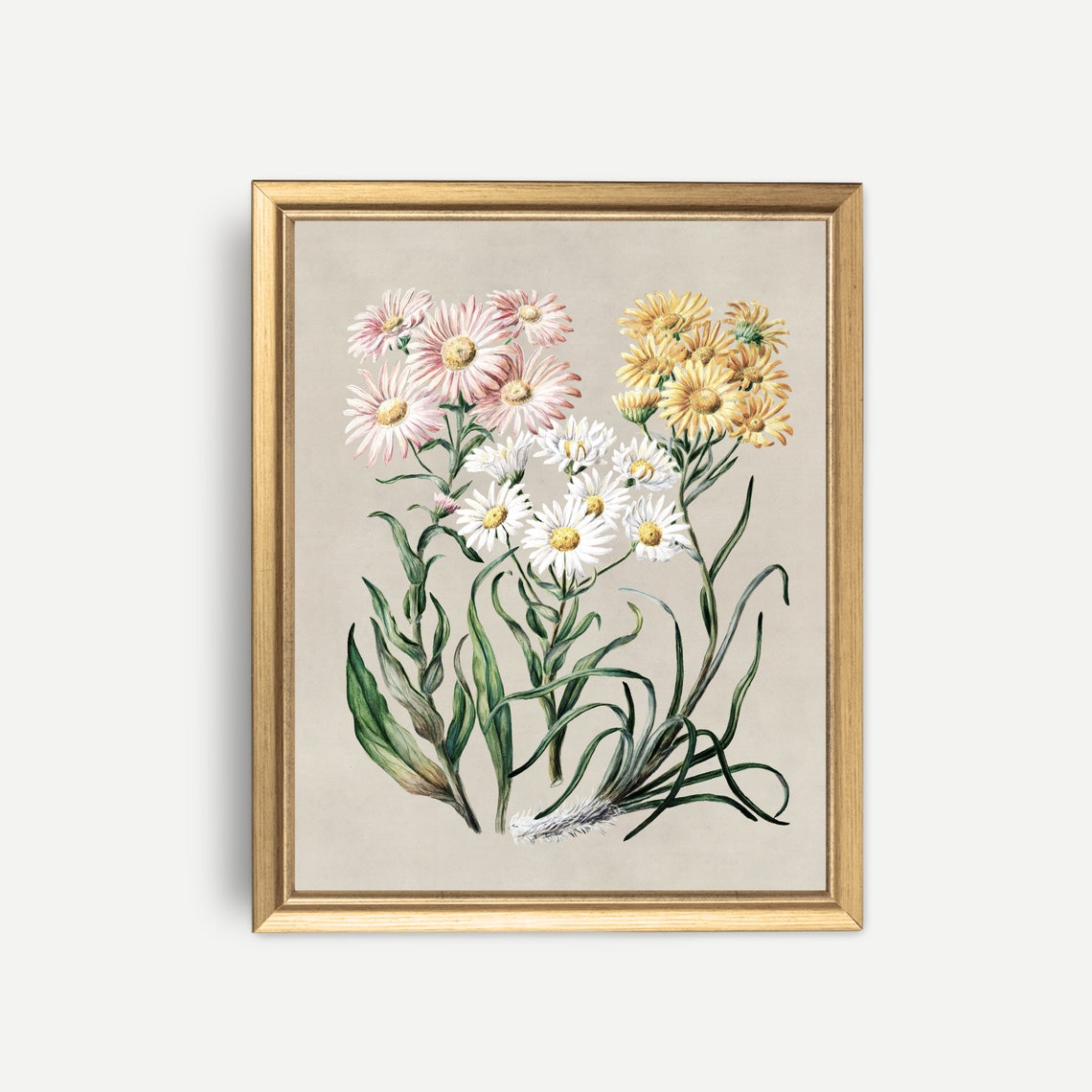 Pink Yellow and White Daisies Antique Botanical Study Framed Print - Image 3