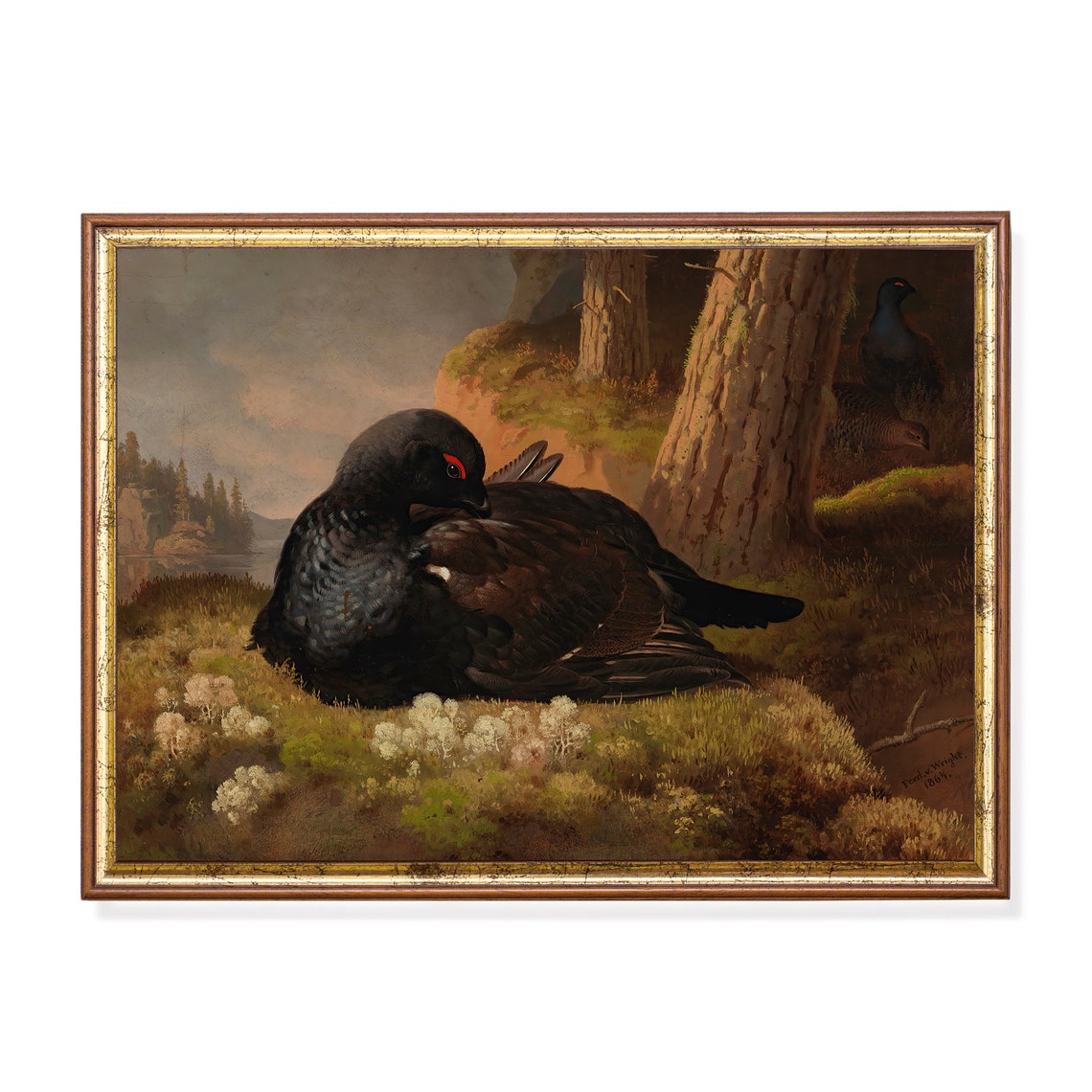 Black Grouse Preening Mossy Pine Forest Floor Vintage Bird Poster