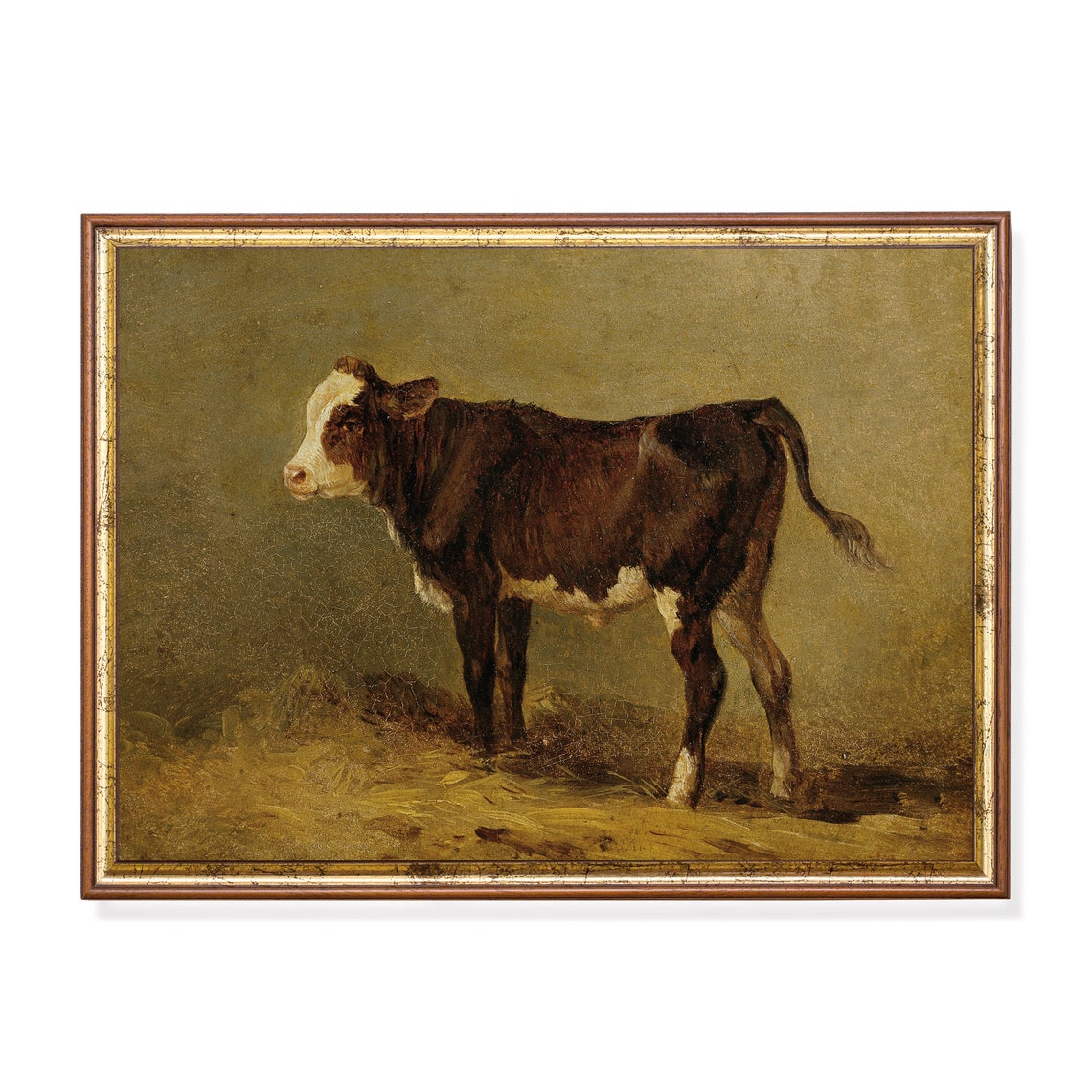 Brown and White Calf Standing Alone in a Golden Field Poster