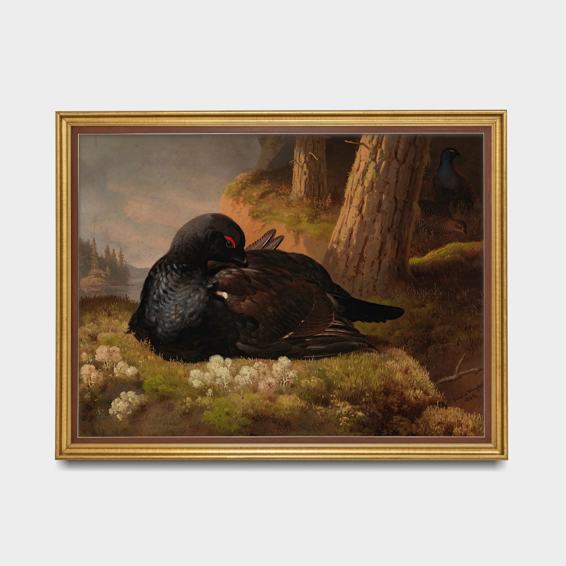 Black Grouse Preening Mossy Pine Forest Floor Vintage Bird Poster - Image 3