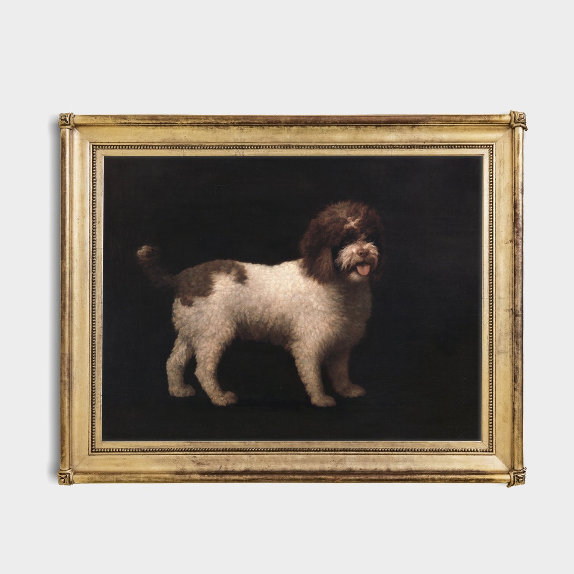 Brown and White Curly Coated Dog Against a Dark Background Poster - Image 4
