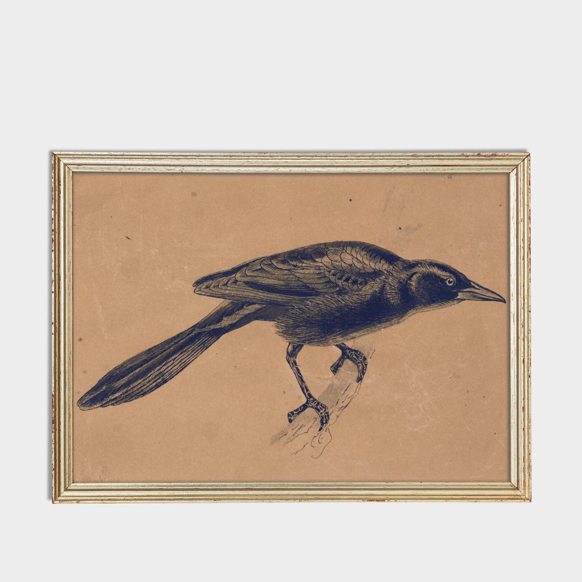 Black Crow Bird Engraving on Aged Paper Antique Naturalist Poster - Image 3