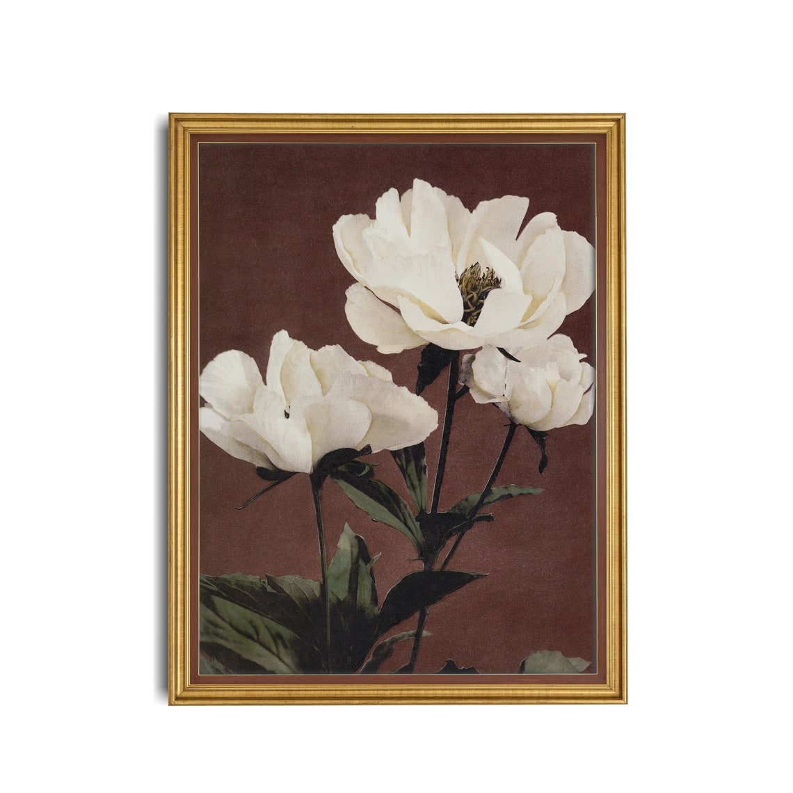 Lush White Peonies Blooming on a Deep Burgundy Backdrop Poster - Image 3