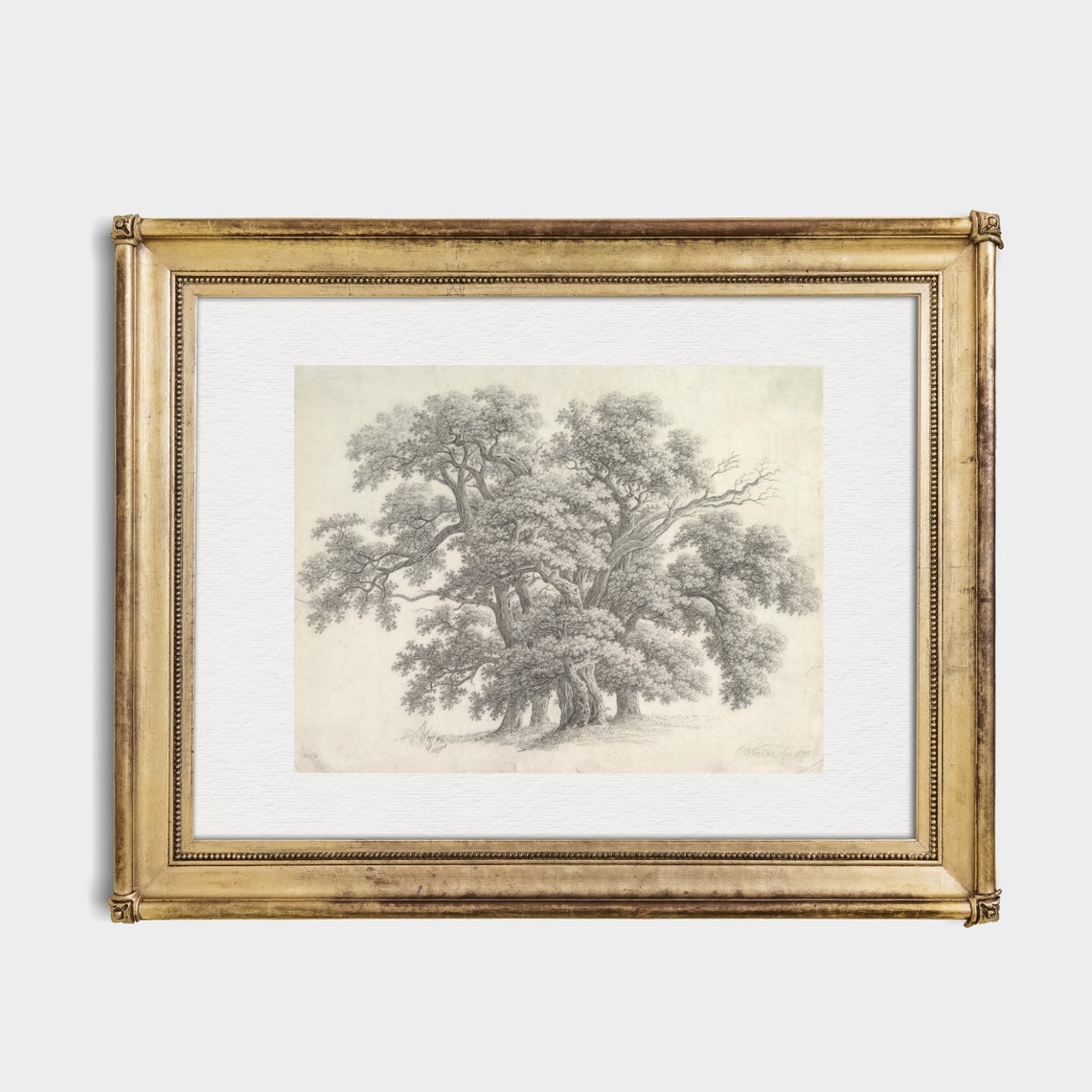Old Oak Trees Pencil Sketch Antique Botanical Tree Drawing Wall Art - Image 4