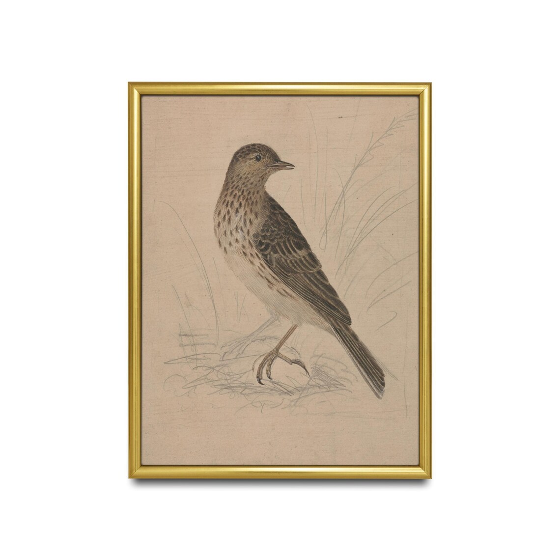 Speckled Songbird Standing in Grass Vintage Naturalist Sketch Poster - Image 2
