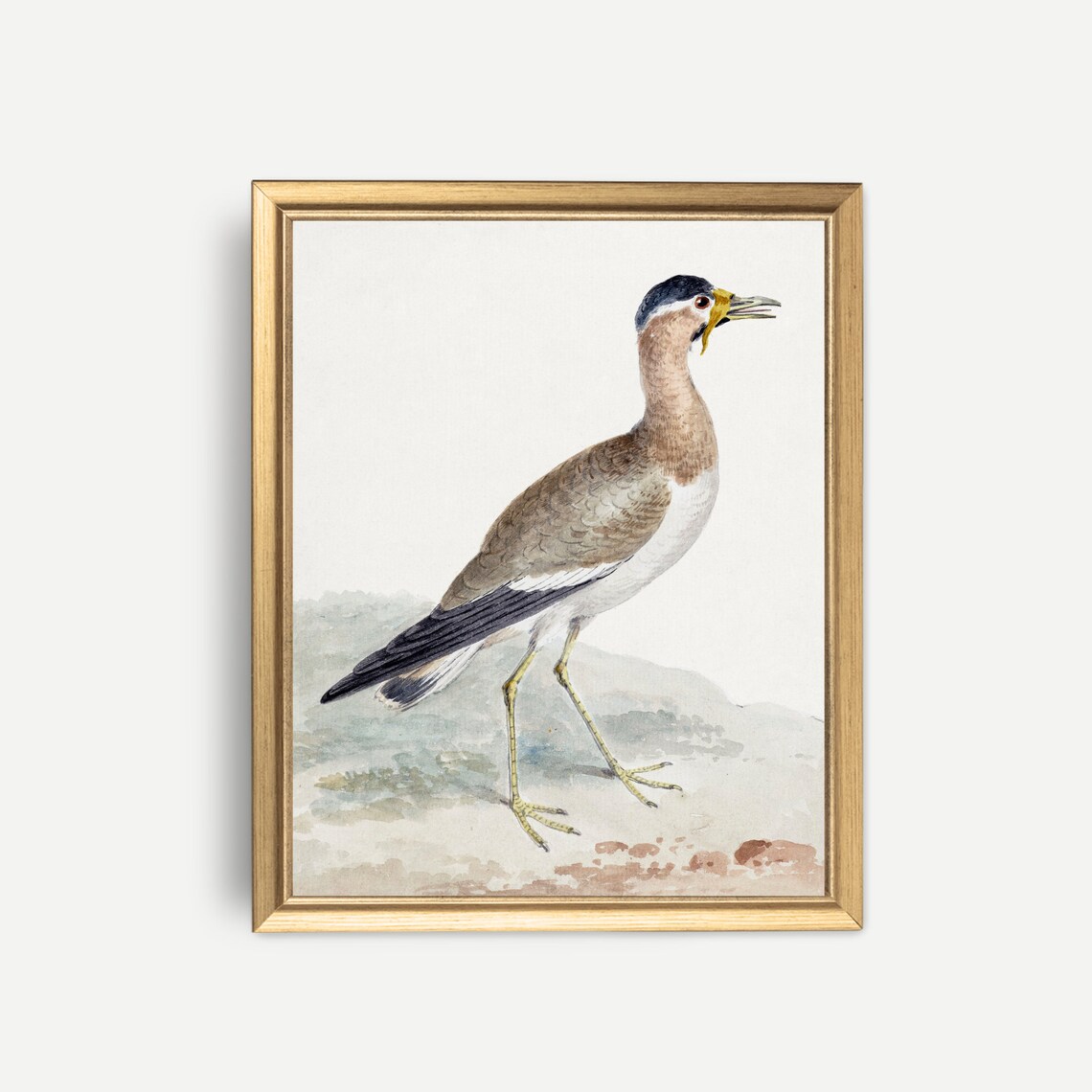 Yellow-Legged Wading Bird Antique Natural History Watercolor Poster