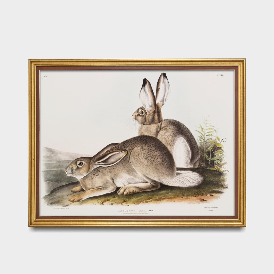 Audubon Townsend's Rocky Mountain Hare Naturalist Art Poster - Image 3