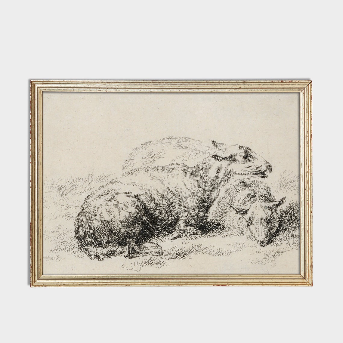 Two Resting Sheep Vintage Etching Sketch Neutral Animal Poster - Image 2