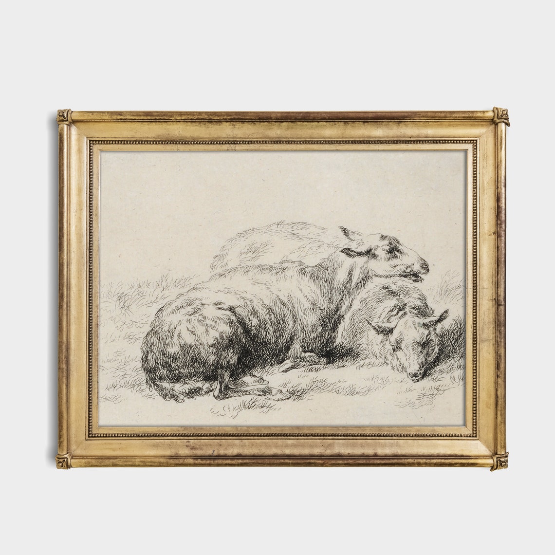 Antique Etching of Two Sheep Resting in a Grassy Pasture Poster - Image 3