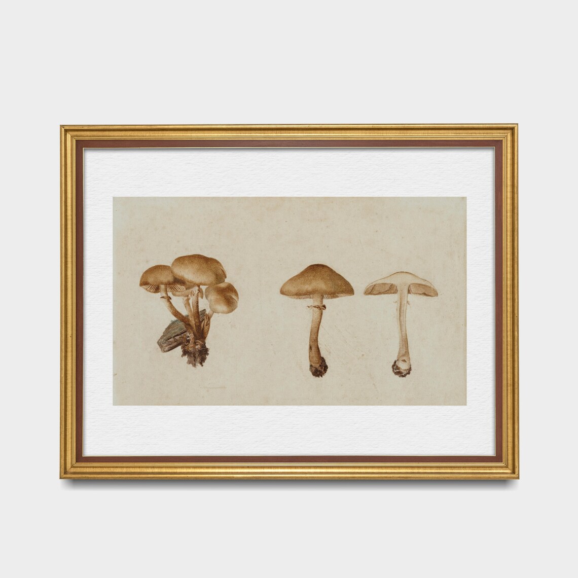Antique Botanical Study of Brown Mushrooms Watercolor Poster - Image 3