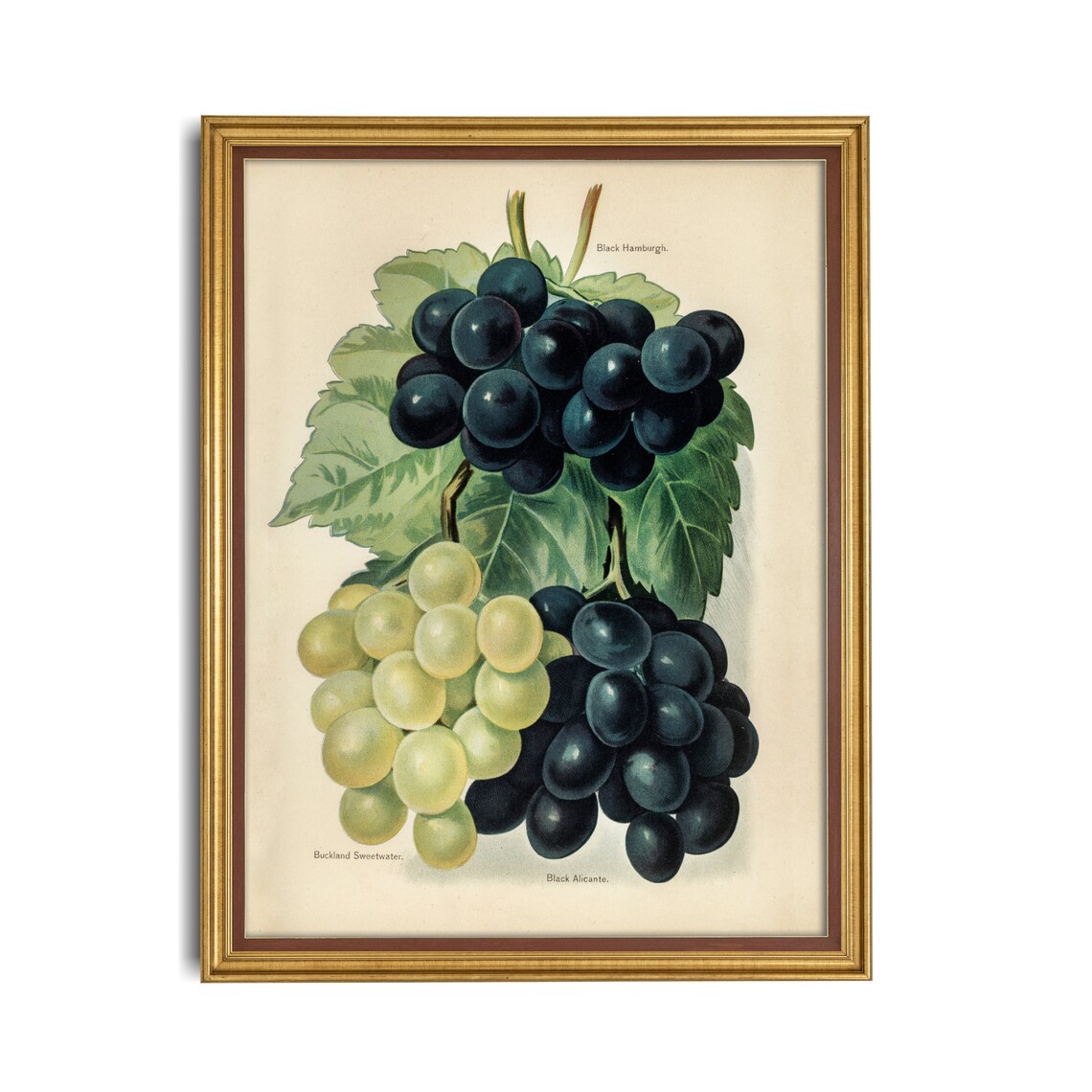 Black Hamburg and Sweetwater Grapes Antique Botanical Art Poster - Image 3