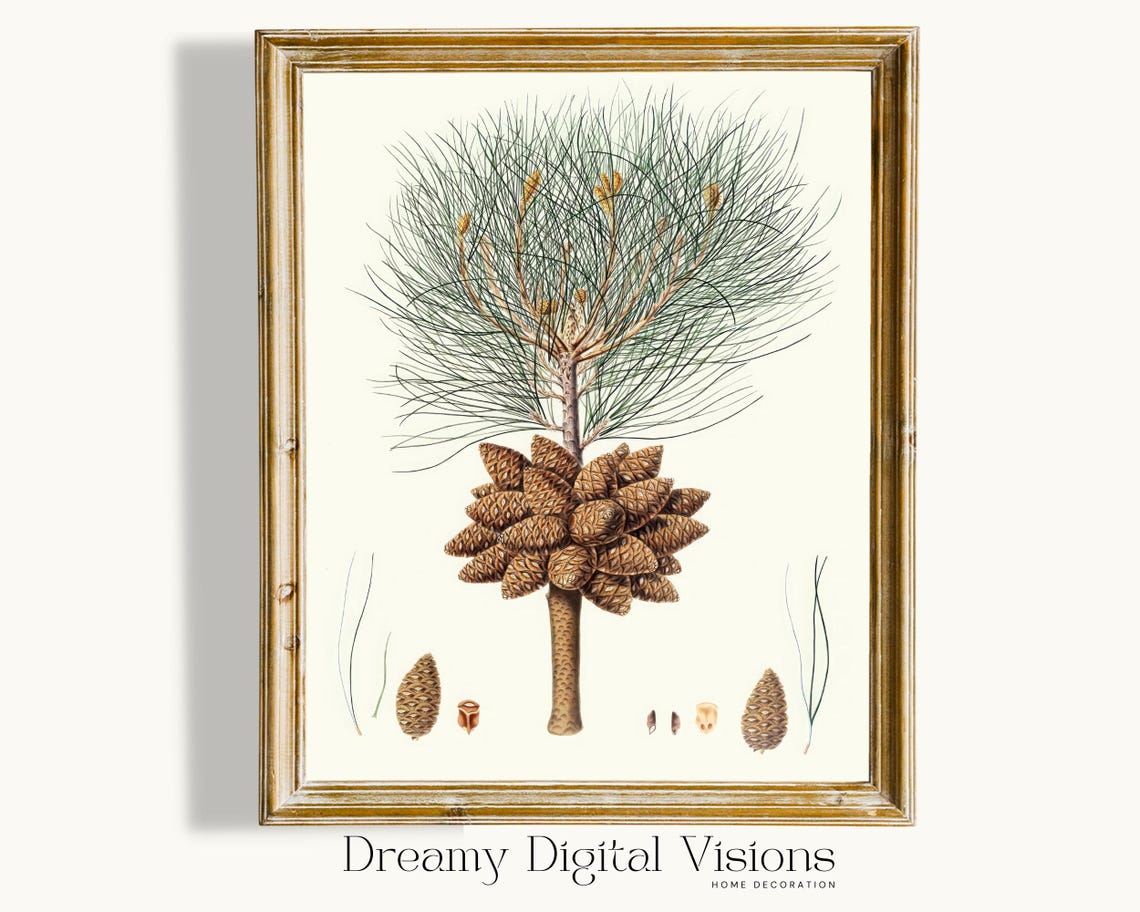 Vintage Calabrian Pine Cones Botanical Illustration Farmhouse Poster