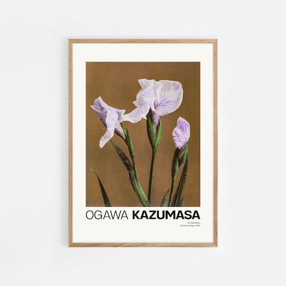 Ogawa Kazumasa Iris Kaempferi 1896 Japanese Botanical Flower Poster