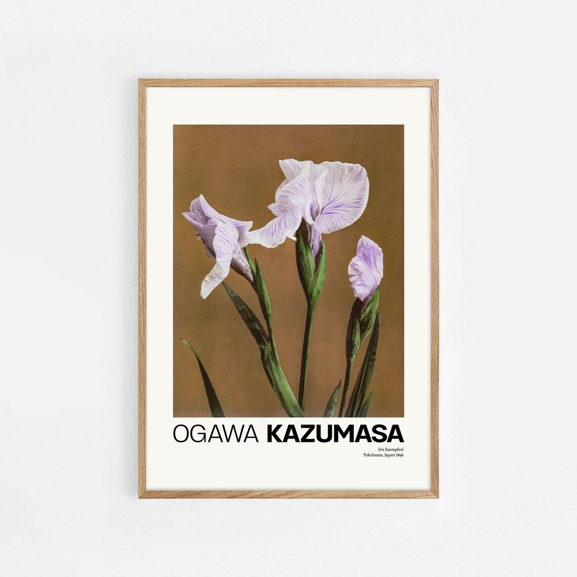 Ogawa Kazumasa Iris Kaempferi 1896 Japanese Botanical Flower Poster