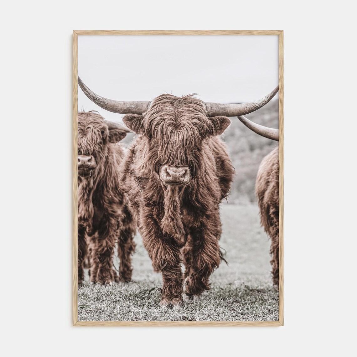Herd of Highland Cattle Walking Straight Toward the Camera Poster