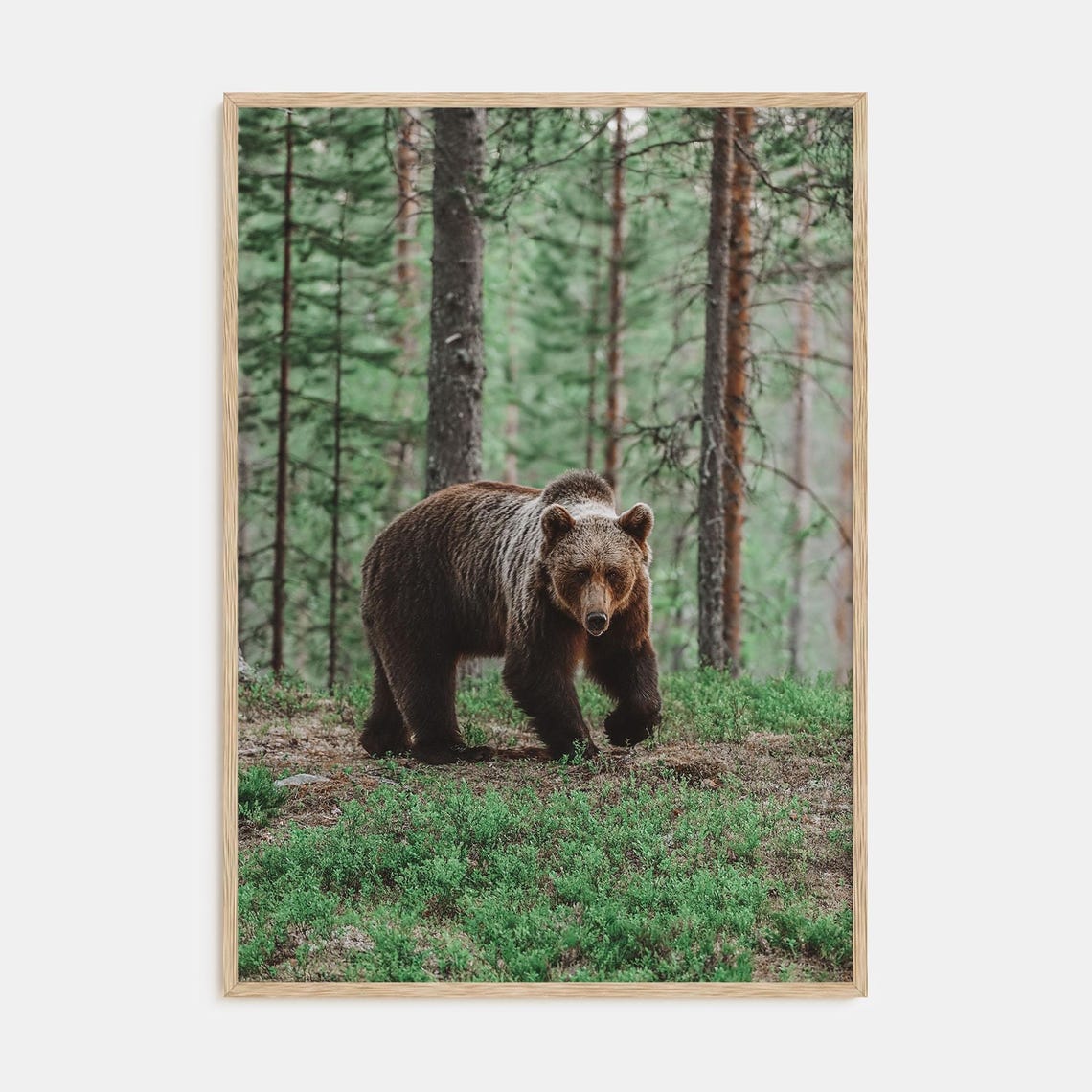 Brown Bear Walking Through Pine Forest Wildlife Photo Poster