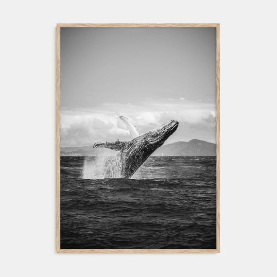 Whale Black and White Photography Poster, Minimalist
