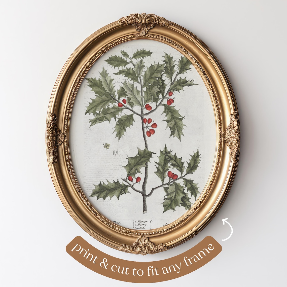 Holly Tree Illustration, Vintage Botanical Art Print - Image 4