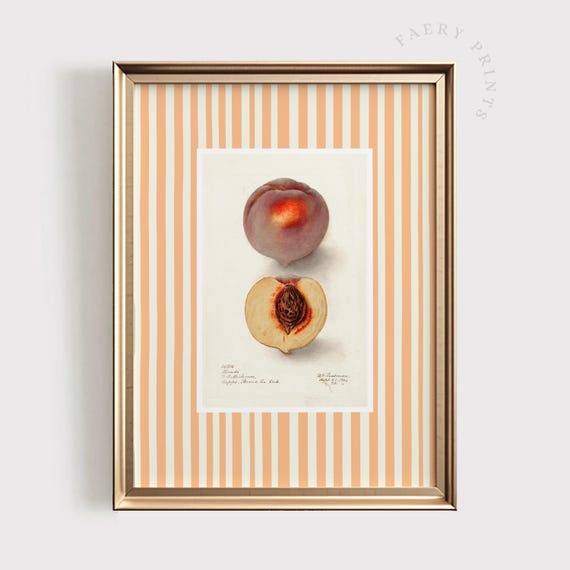 Peach Fruit Print Peachy Kitchen Wall Art Modern Farmhouse Summer Decor Vintage 1444