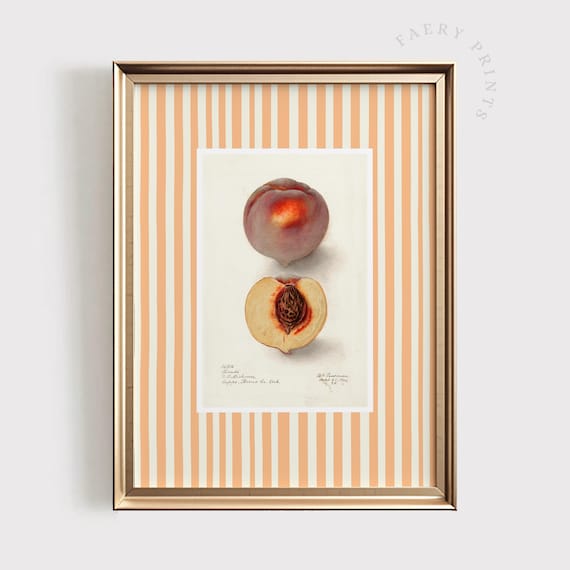 Vintage Peach Botanical Illustration Striped Farmhouse Kitchen Poster