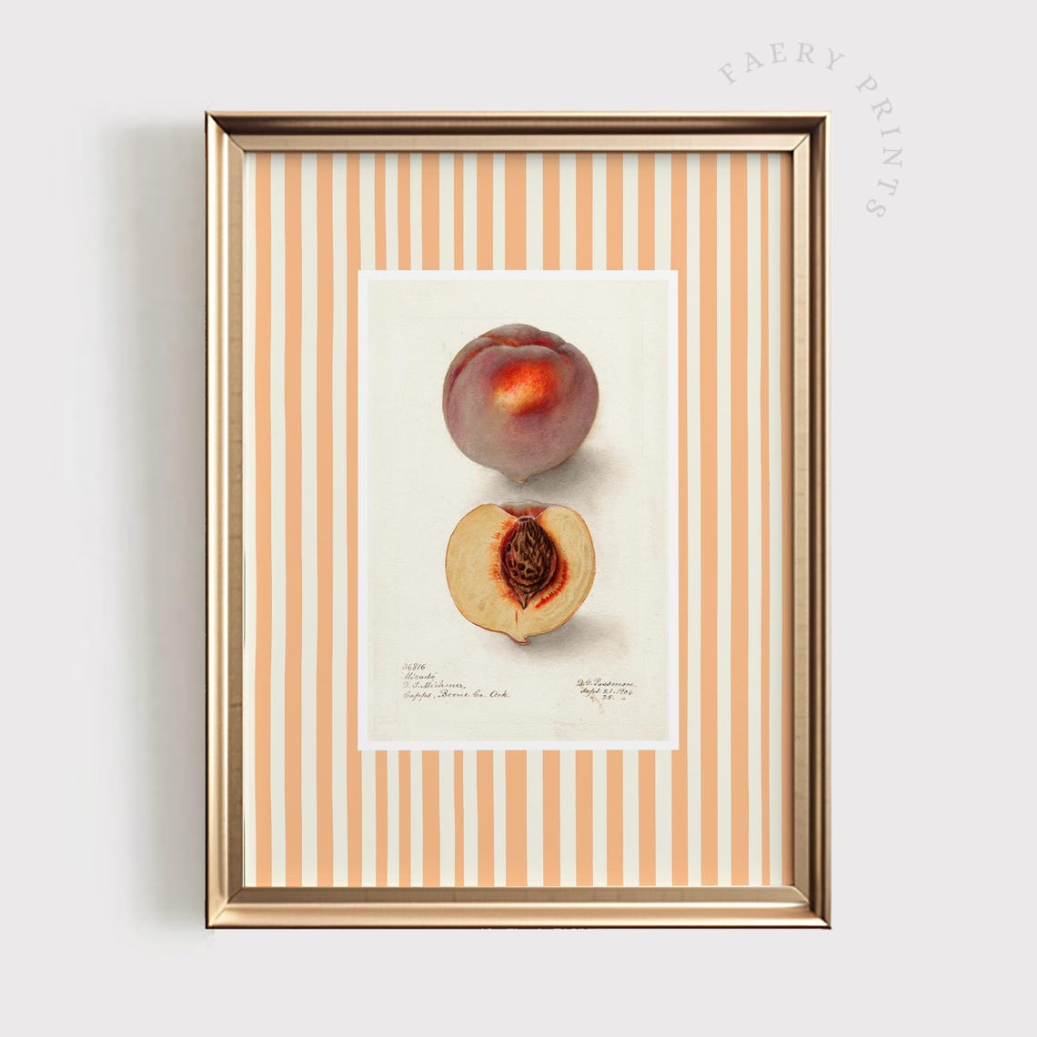 Vintage Peach Botanical Illustration Striped Farmhouse Kitchen Poster