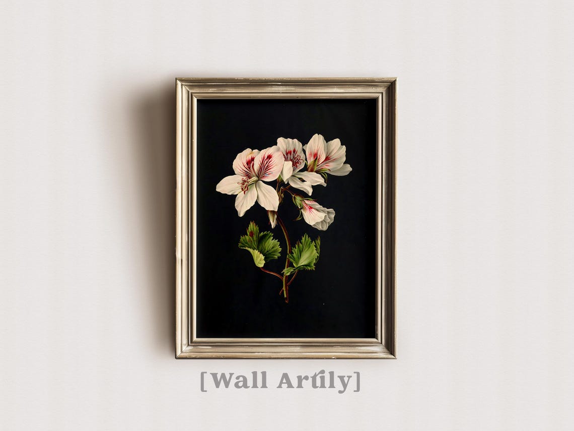 White Geranium Botanical Dark Background Floral Still Life Poster - Image 5