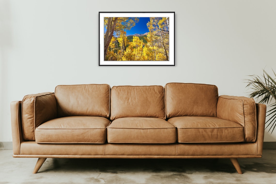 Golden Aspen Grove Beneath a Bright Blue Autumn Sky Photo Poster - Image 2
