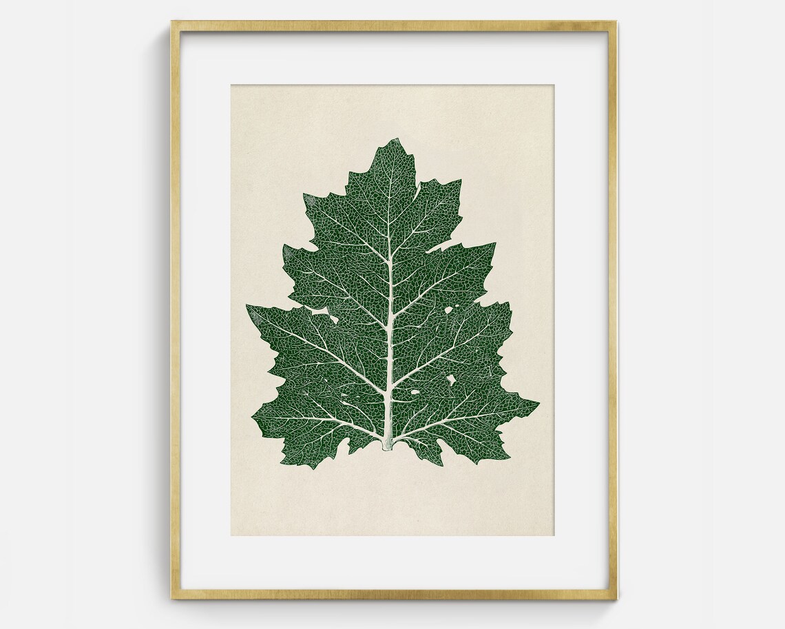 Hand Drawn Oak Leaf Sketch, Botanical Art Print - Image 2