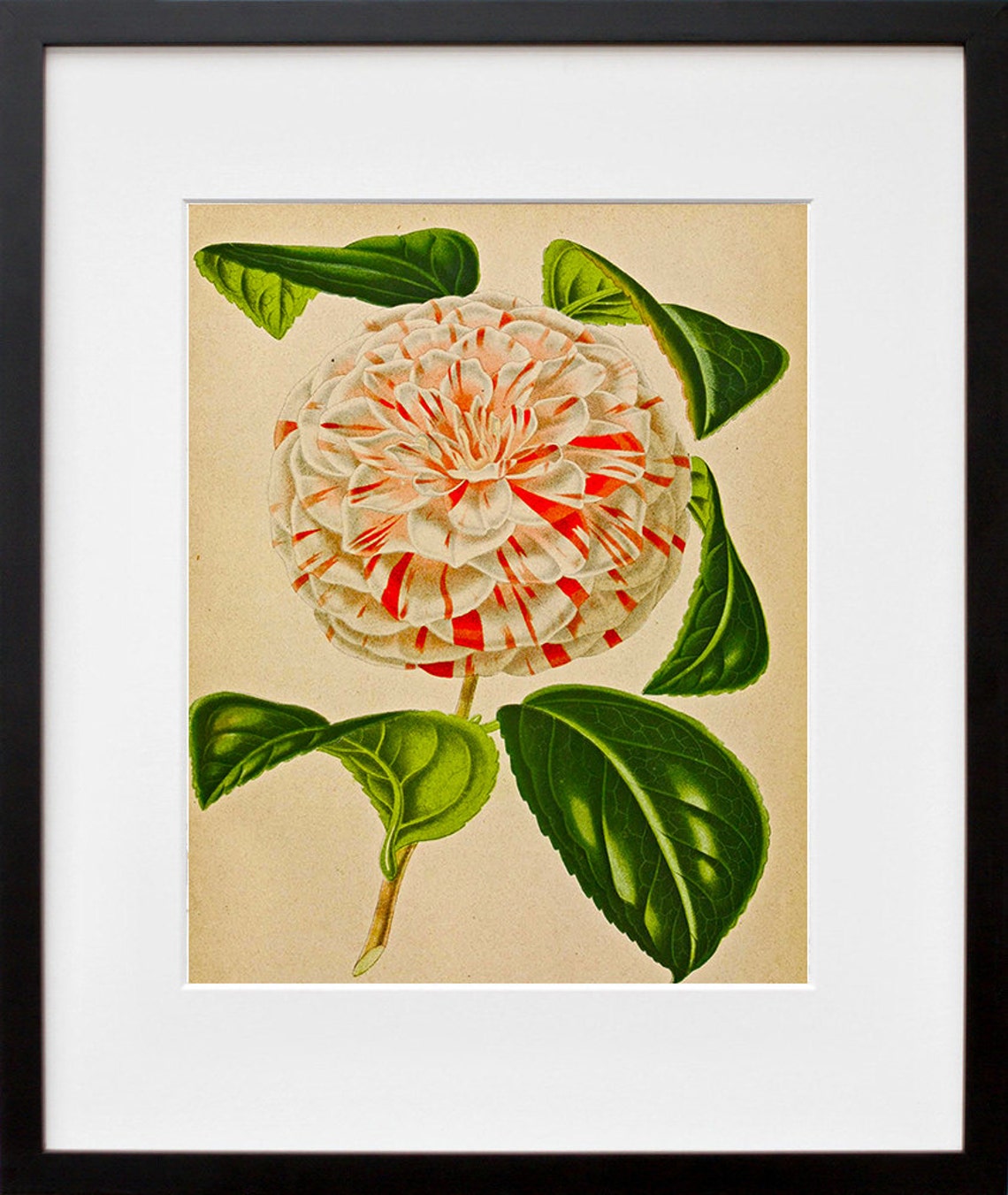 Vintage Camellia Botanical Art Print Striped Flower Illustration